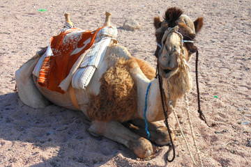Tocht door de woestijn per voertuig of kameel