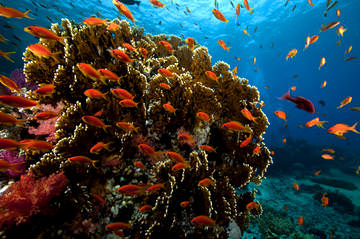 Rode Zee snorkelen