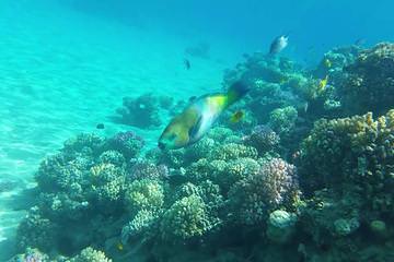 Snorkeling Trip to Tiran island